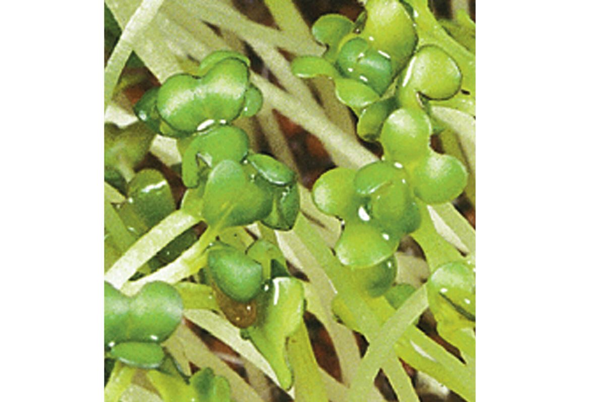 Mustard, Brown – Organic Sprouting Seeds